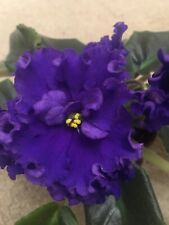 African violet ек for sale  LONDON