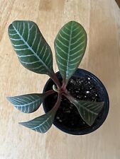 Euphorbia leuconeura älterer gebraucht kaufen  Dillingen a.d.Donau