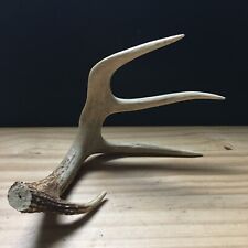 Vintage whitetail deer for sale  Milford