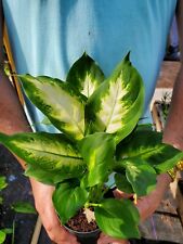 Dieffenbachia green taro for sale  Homestead