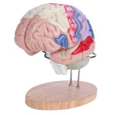Human brain model for sale  LONDON