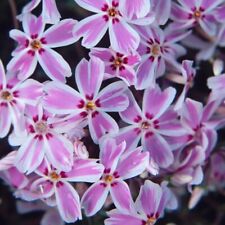 Phlox plug plants for sale  LONDON