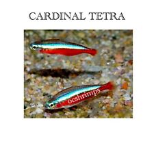 Live fish cardinal for sale  Garden Grove