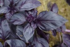 Basilico violetto ocimum usato  Trappeto