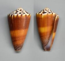 Conchiglie conus ferruginosus usato  Sassari