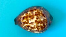 CYPRAEA ZOILA DECIPIEN SEASHELL  F+++ 52.2 MM for sale  Shipping to South Africa