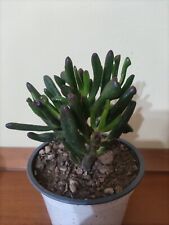 Crassula hobbit gollum usato  Lentini