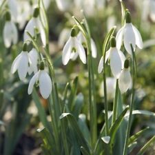 Galanthus gardens 100 for sale  WISBECH