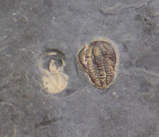 Trilobit brachyaspidion cambri for sale  Shipping to Ireland