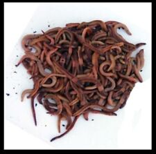 Worms fishing compost for sale  Ireland