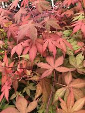 maples baby japanese for sale  USA