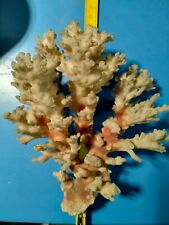 Corallo bianco naturale usato  Villachiara