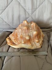 seashell ornaments for sale  SUTTON COLDFIELD