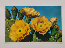 Postcard Prickly Pear (opuntia Engelmanni) Cactus in bloom Unposted for sale  Shipping to South Africa