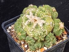 Astrophytum ariocarpus aztekiu for sale  Shipping to Ireland