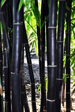 Timor black bamboo for sale  Ravensdale