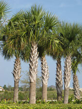 Sabal palm tree for sale  North Las Vegas