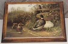 Vintage duck print for sale  Denison