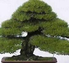 Bonsaisamen bonsai samen gebraucht kaufen  Beeckerwerth,-Beeck