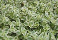 Sedum pellucida little for sale  UK