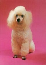 French poodle dog for sale  SWANSEA