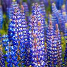 Lupine wild perennial for sale  Sevierville