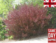 Purple hop bush for sale  BROCKENHURST