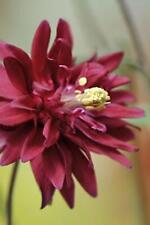 Aquilegia bordeaux barlow for sale  HAILSHAM