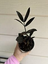 Raven plant zamioculcas for sale  Onalaska