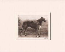 Irish wolfhound original for sale  COLEFORD