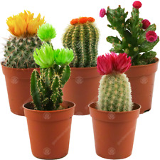 Mini disco cactus for sale  UK