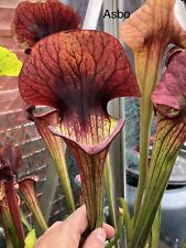 Sarracenia asbo huge for sale  RUGBY