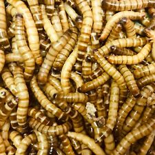 80g morio worms for sale  SHEFFIELD