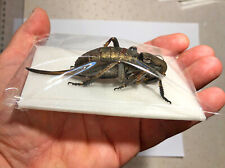 Orthoptera BRADYPORUS DASYPUS***** pair Nr. 1 *****MACEDONIA for sale  Shipping to South Africa