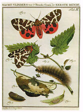 Garden tiger moth for sale  DEREHAM