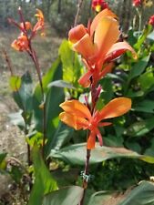 Canna plants saffron for sale  Huntsville