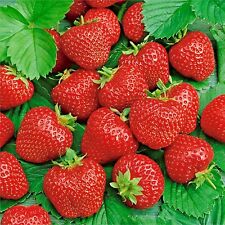 ALI BABA STRAWBERRY 150 SEEDS PERENNIAL CONTAINERS HEIRLOOM NON-GMO FRUIT USA for sale  Greenville