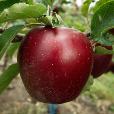 Arkansas black apple for sale  Saint Louis