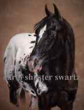 Appaloosa horse black for sale  Depew