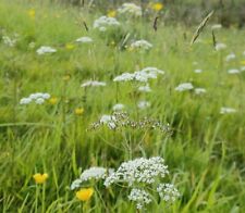 Pignut seed hand for sale  BRIDPORT