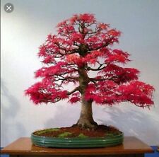 Japanese red maple for sale  LONDON