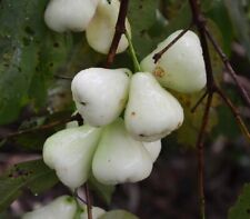 WHITE WAX APPLE / JAMBU (SYZYGIUM SAMARANGENSE) LIVE FRUIT TREE 12”-24” for sale  Shipping to South Africa