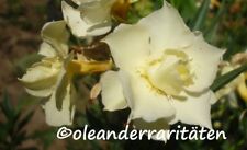 Oleander plugs various for sale  Shipping to Ireland