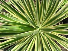 Yucca gloriosa variegata usato  Italia