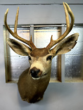 Mule deer head for sale  Corpus Christi