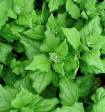 New zealand spinach for sale  Bothell