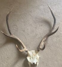 Red deer stag for sale  HITCHIN