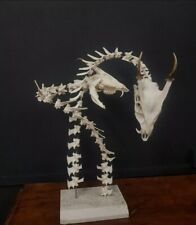 Fantasy dragons skeleton for sale  KINGSWINFORD