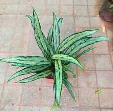 Aglaonema Cutlass Free Certificate Phytosanitary for sale  Shipping to South Africa