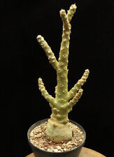 Dorstenia gigas,from seed,Caudex,Euphorbia,Succulent Plants for sale  Shipping to South Africa